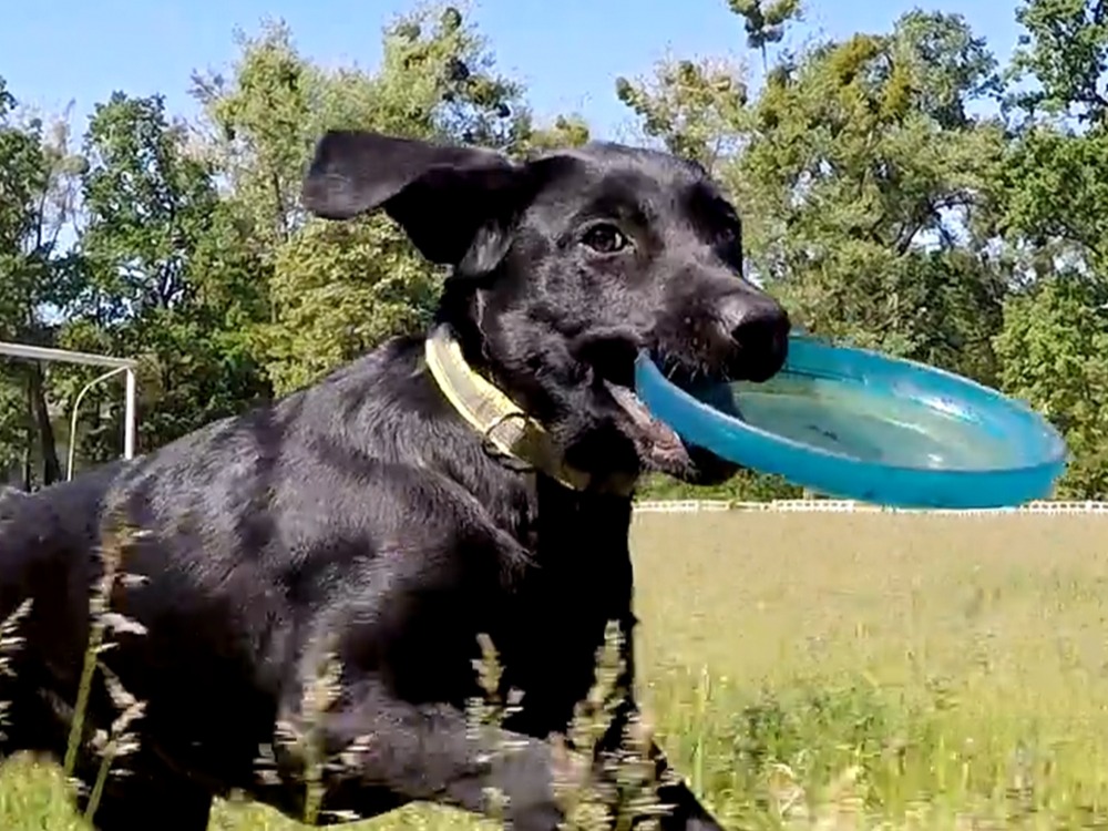 Motivos Para Adotar Um Cachorro Preto