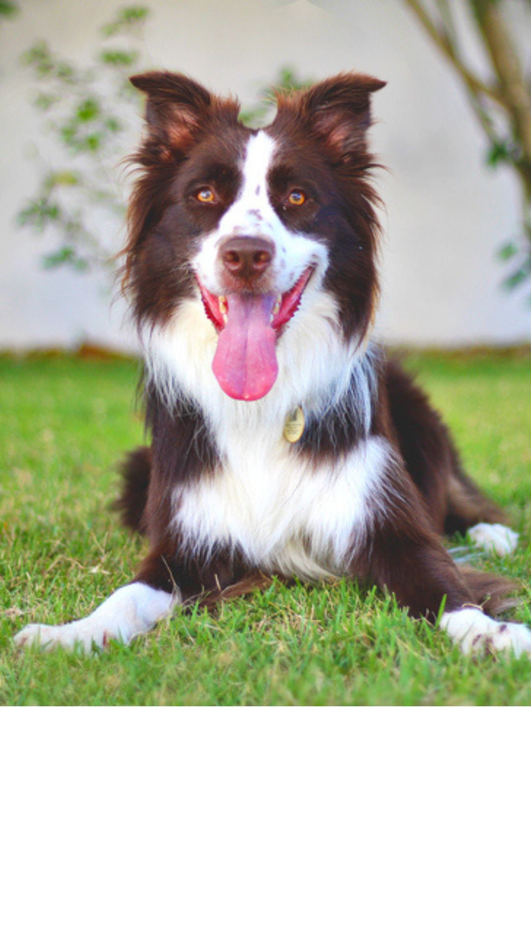 Border Collie, o cachorro mais inteligente do mundo