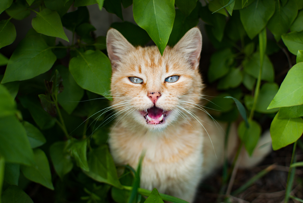 🐱 GATOS MIANDO 🐱 